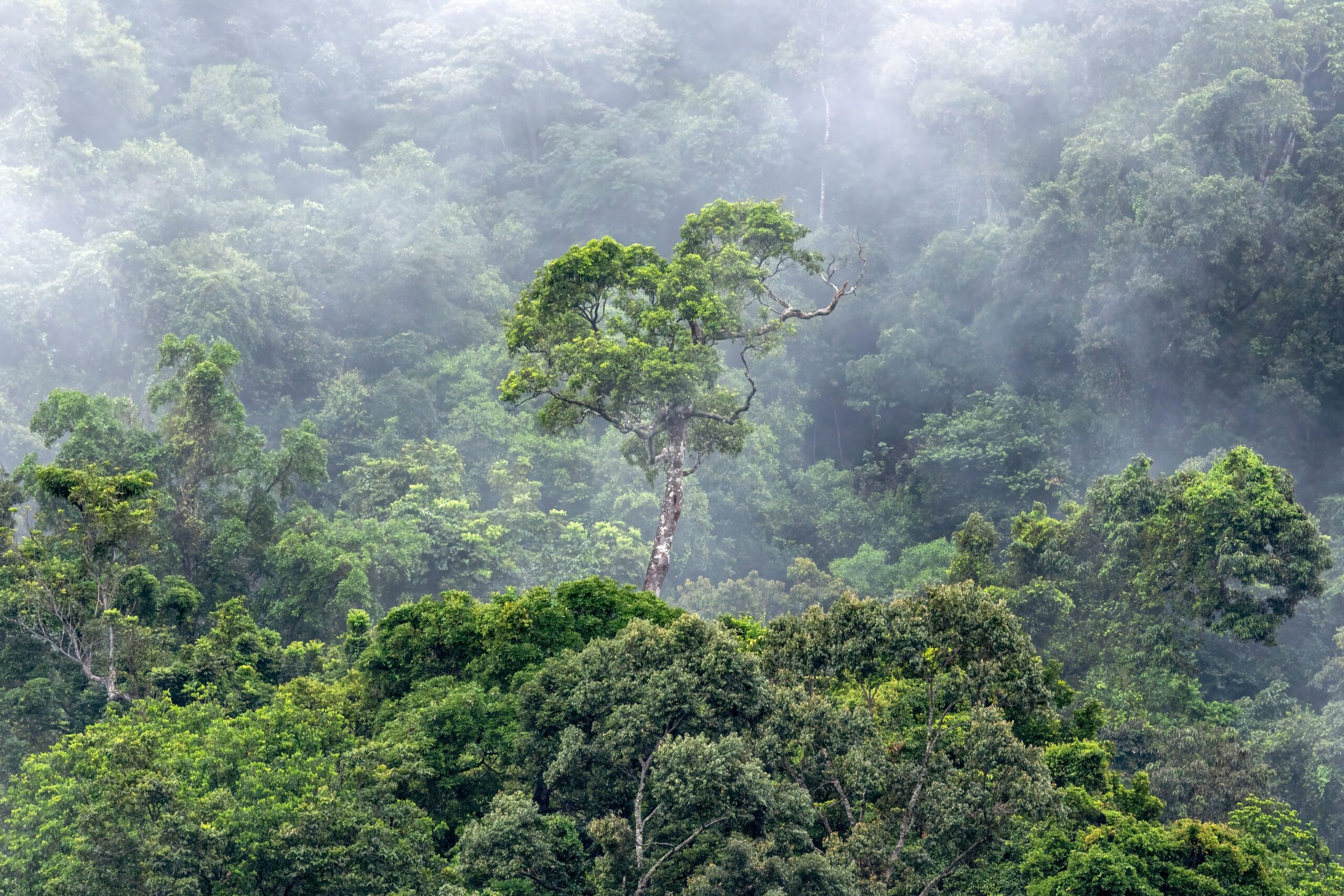 11 Ways to Recreate a Rainforest Escape in Your Home Garden